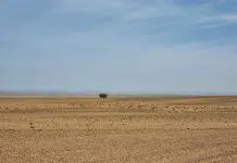 Ziua internațională a fericirii